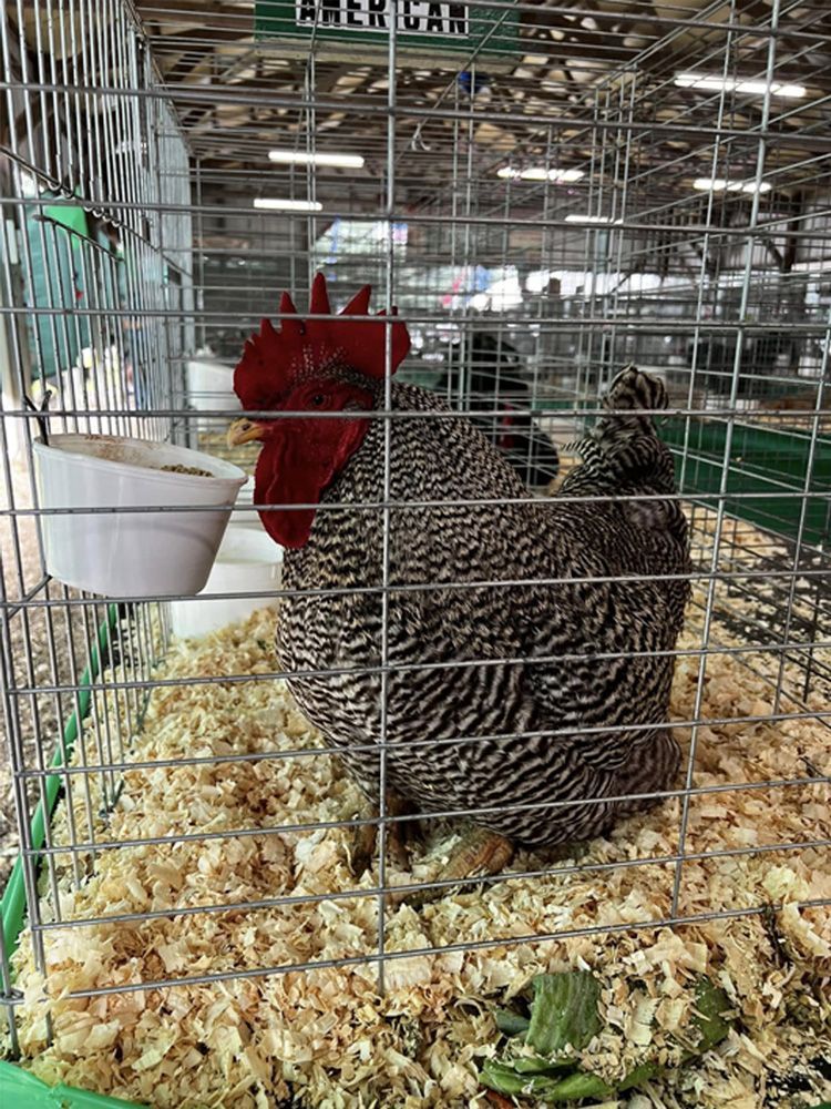 Two chickens in a wire cage, one red and one black-and-white, standing on wood shavings