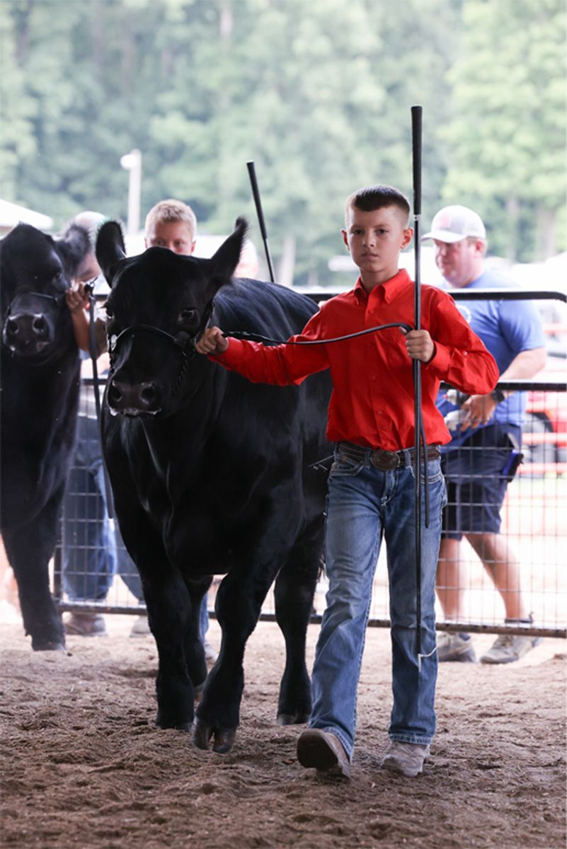 Livestock Auction