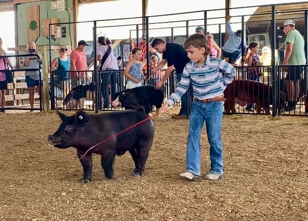 Swine Show