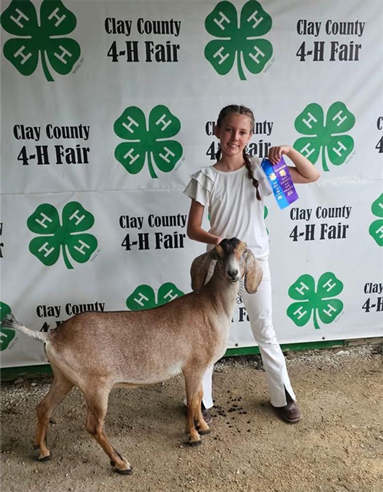 Young exhibitor holding a ribbon beside a goat at the Clay County 4-H Fair backdrop