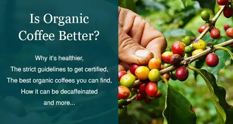 A person is picking coffee beans from a coffee tree.