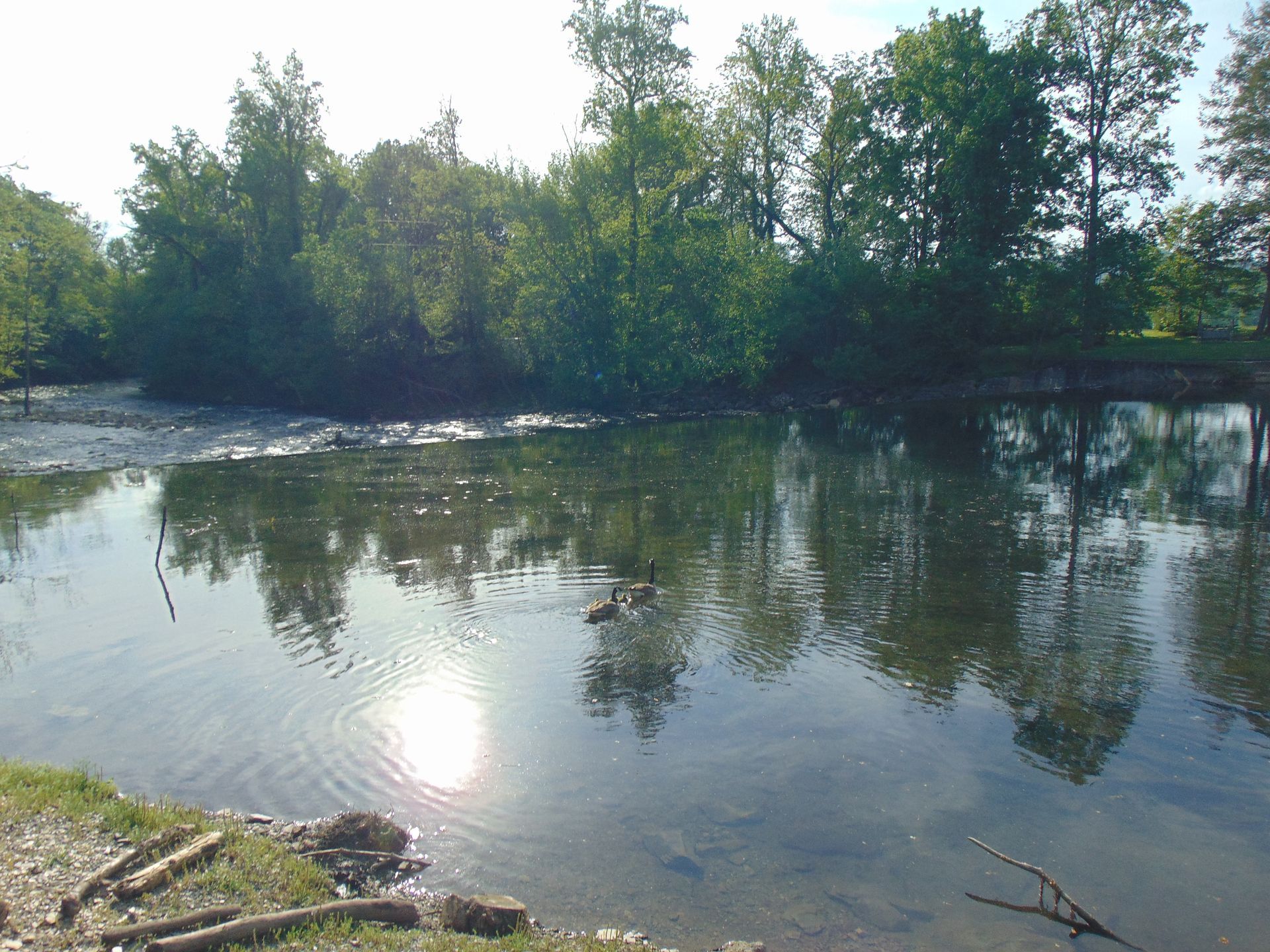 Two ducks are swimming in a lake with trees in the background