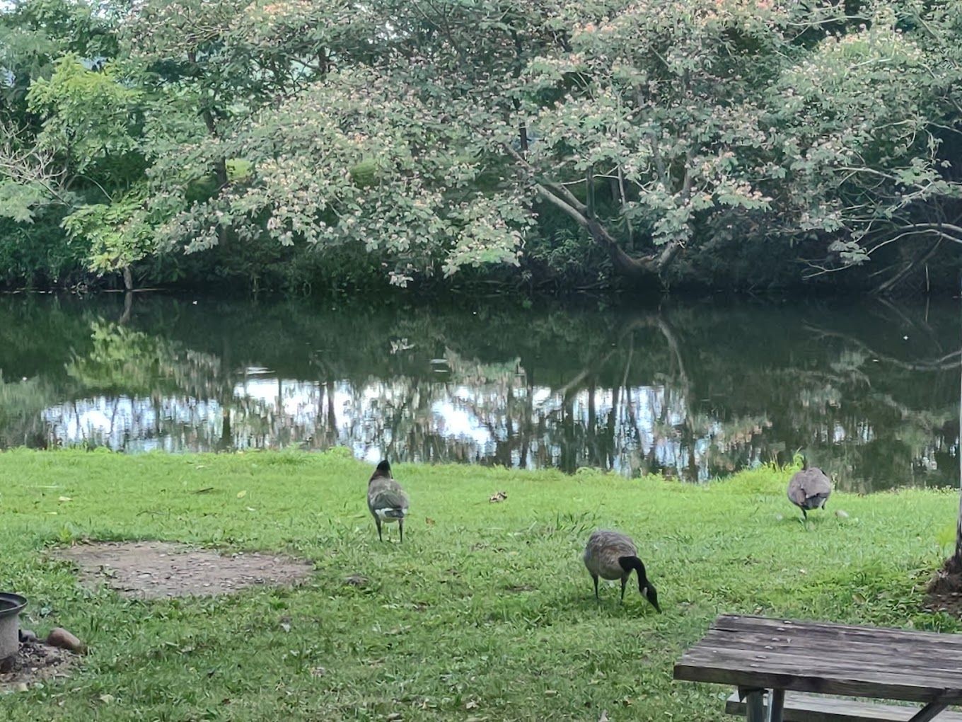 Two geese are standing in a grassy field near a lake.
