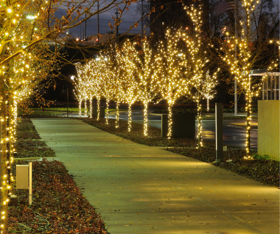 A row of trees are lit up with lights
