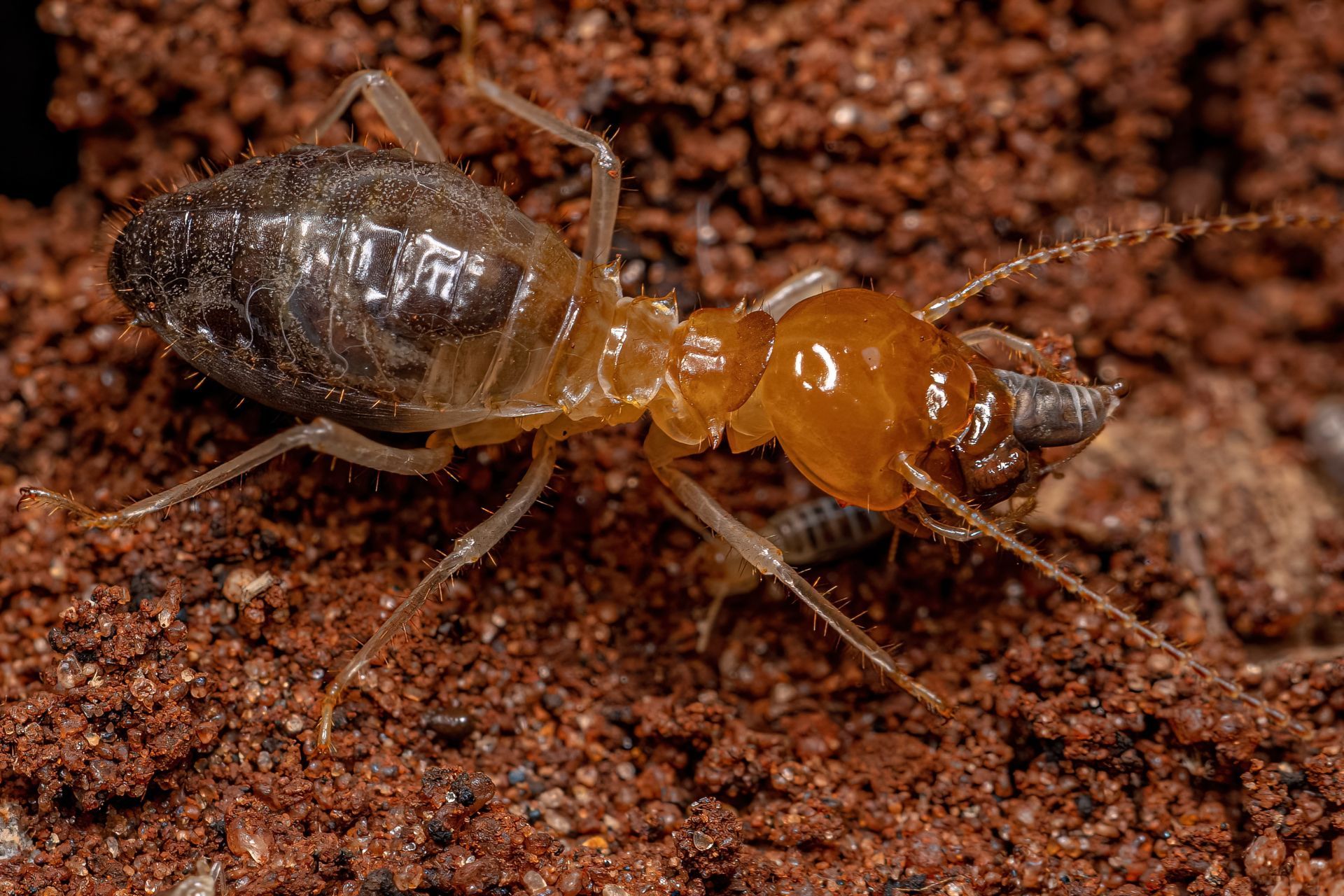 Pest Control Fort Worth TX