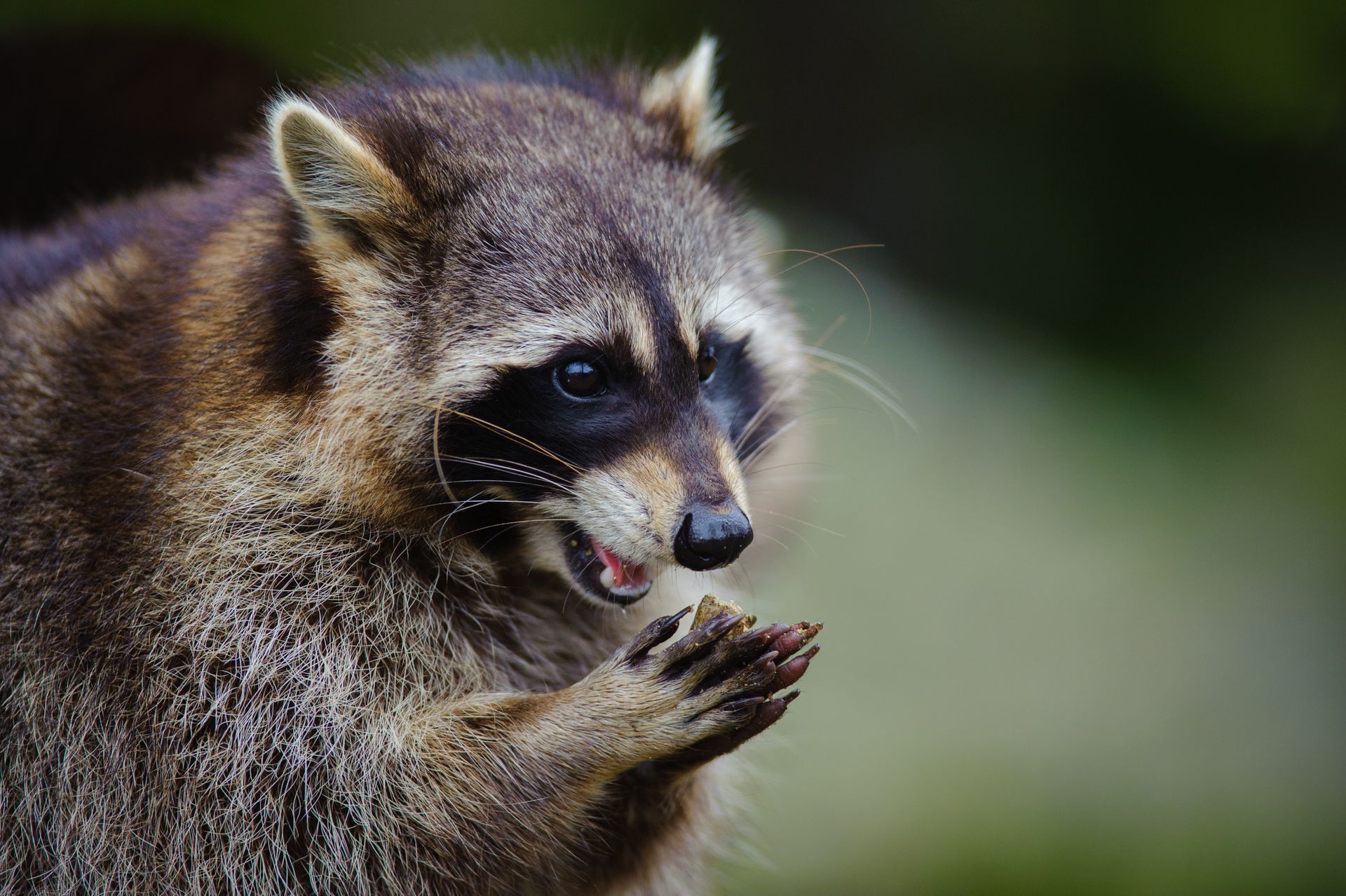Racoon Removal in Texas