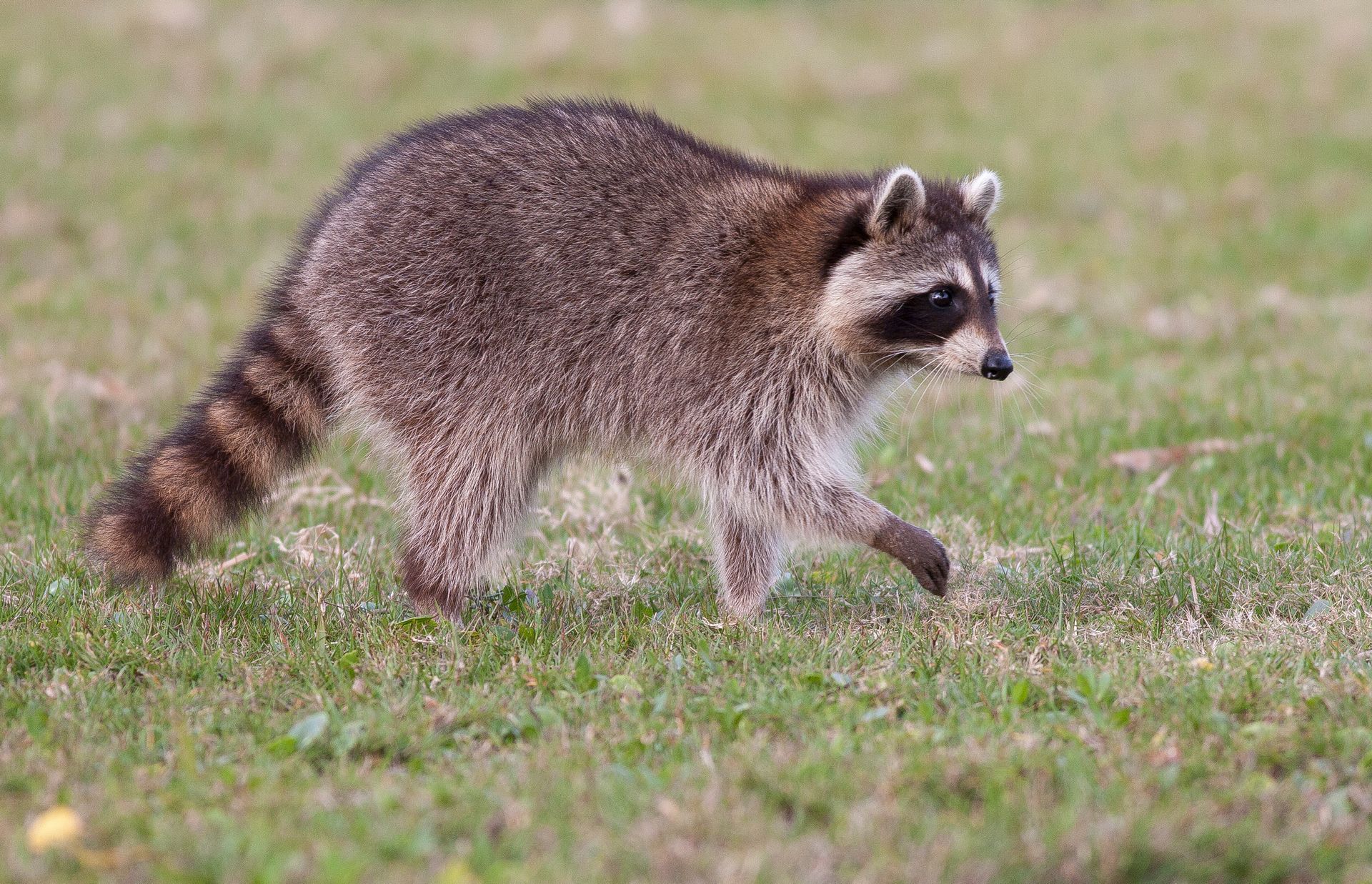 Raccoon Removal Texas