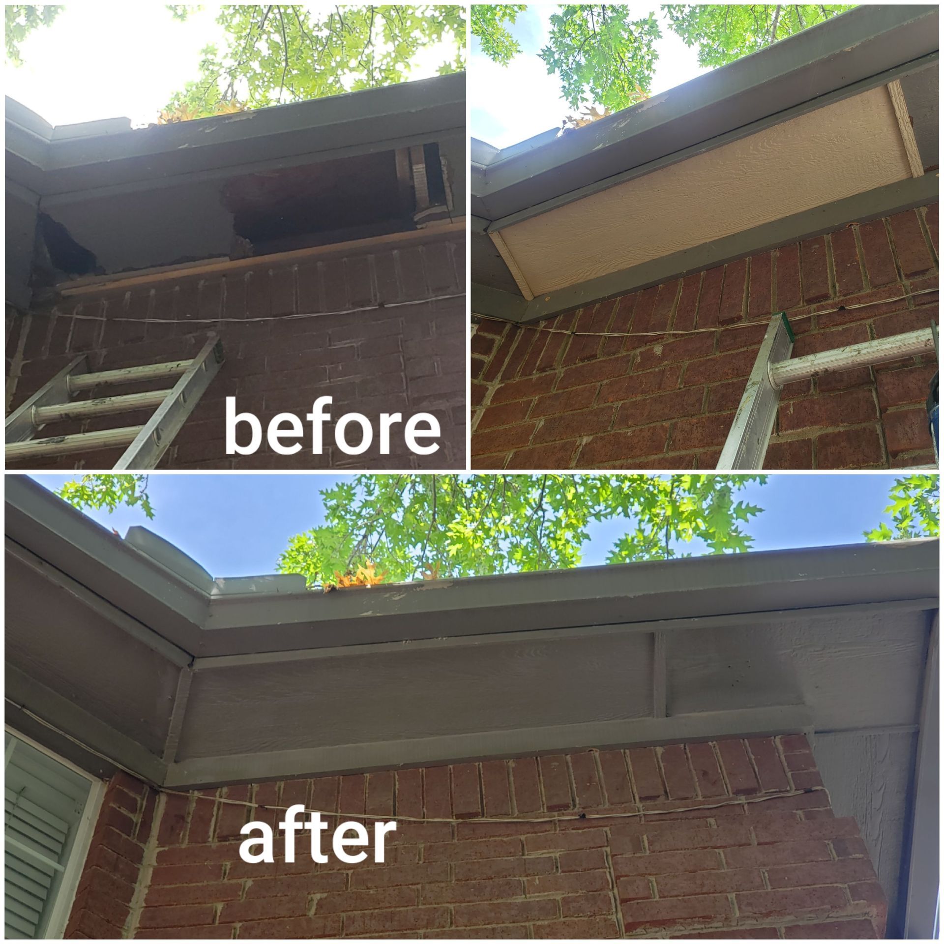 roof rat removal texas