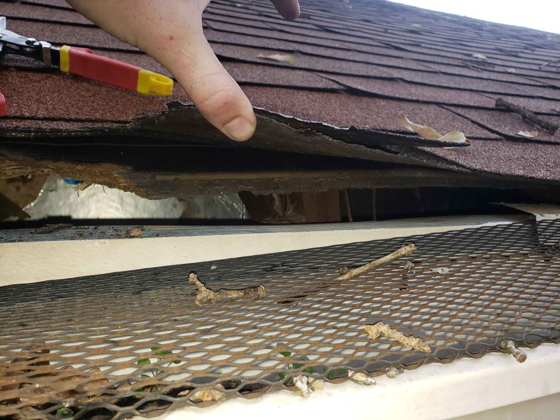 rodent removal plano