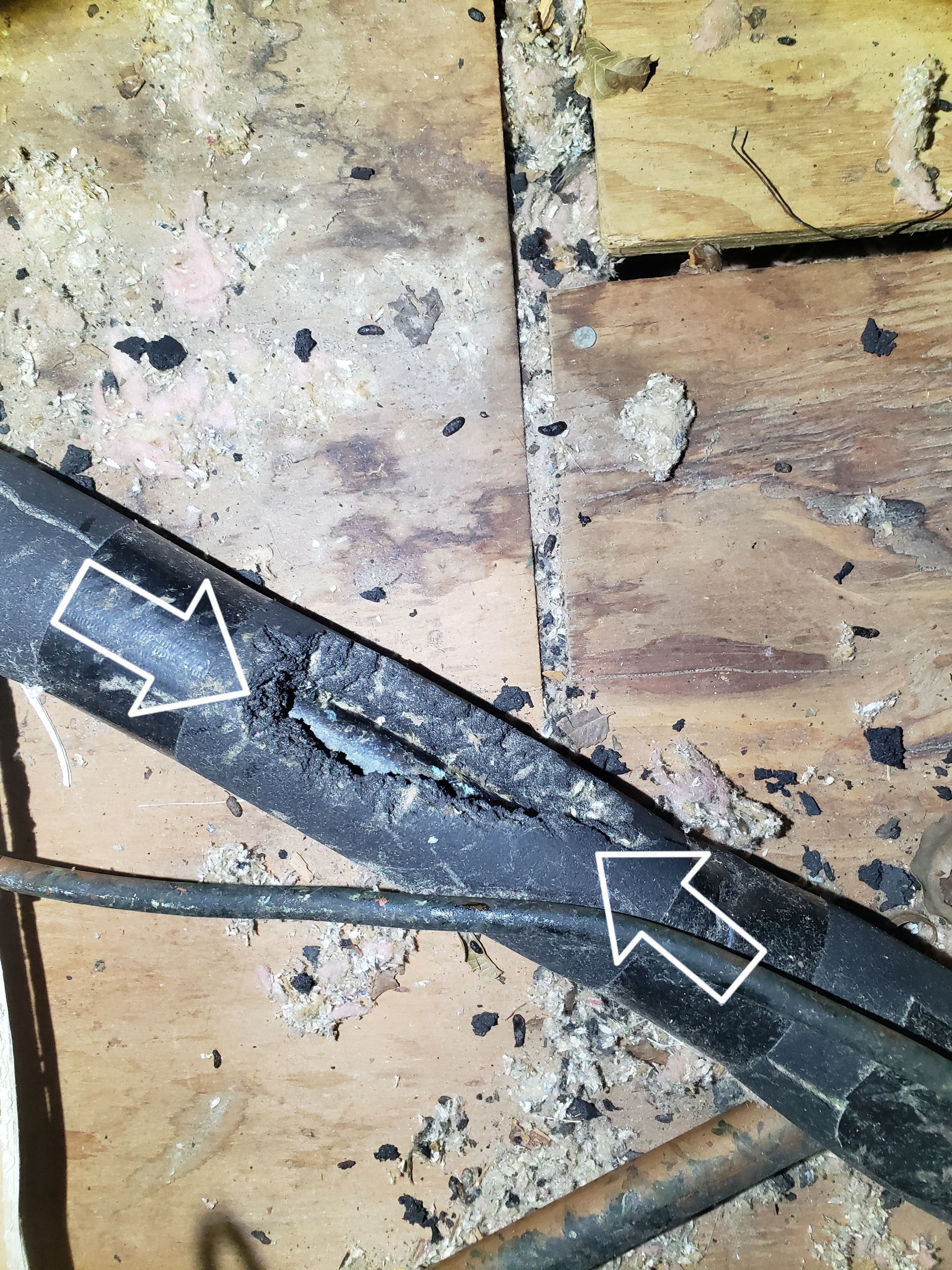 mouse exterminator