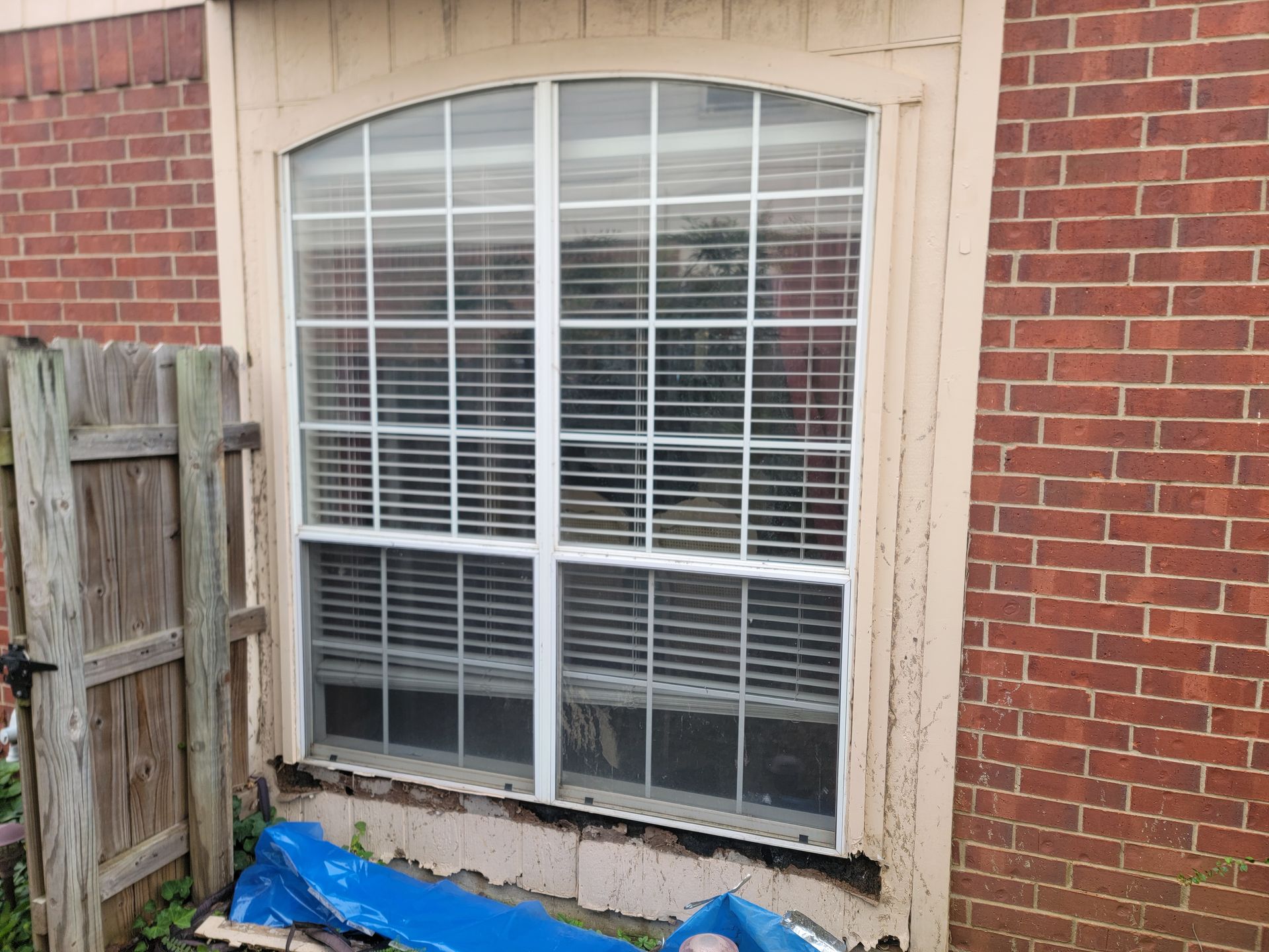mice removal service texas