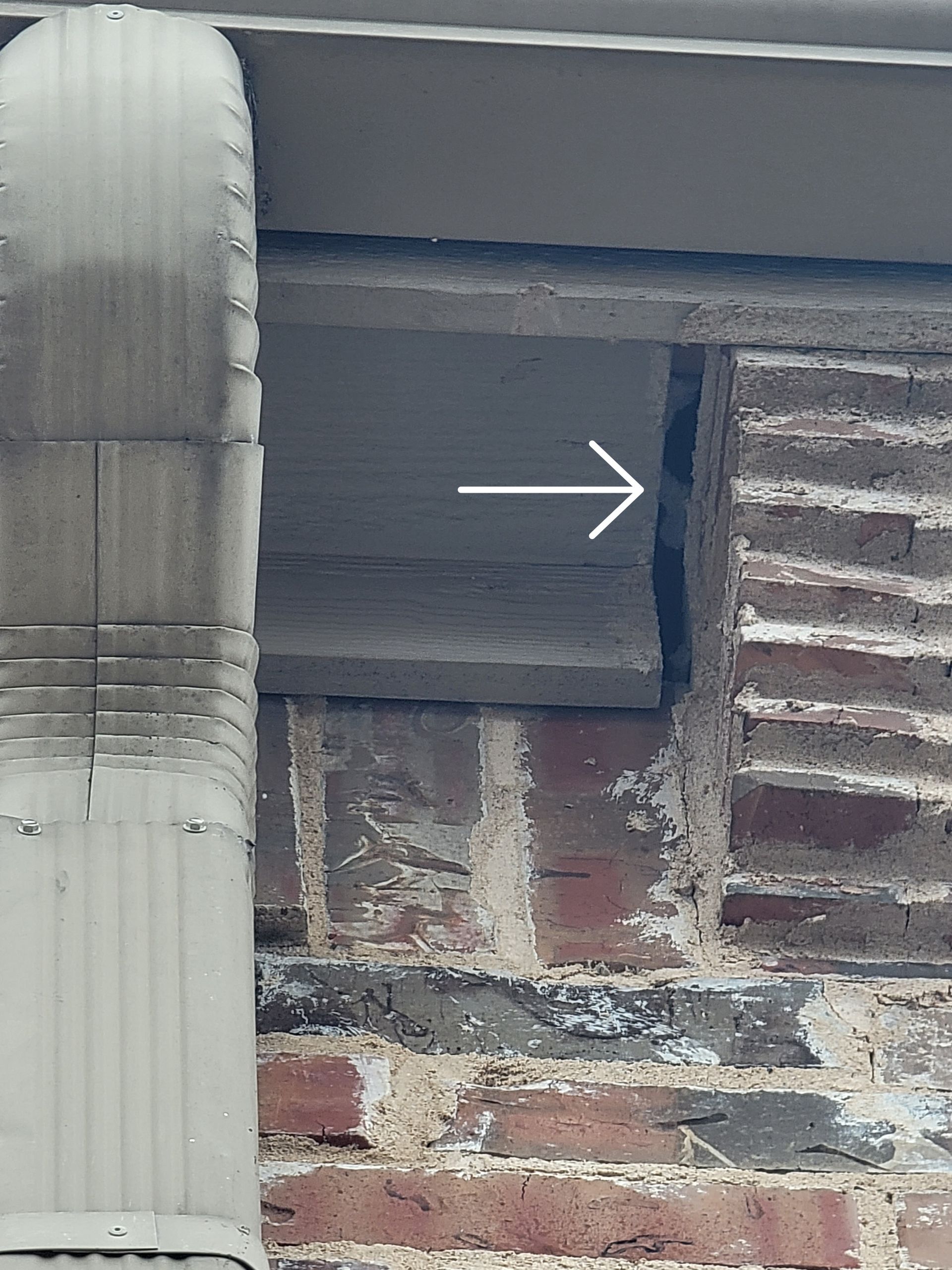 rodent control fort worth