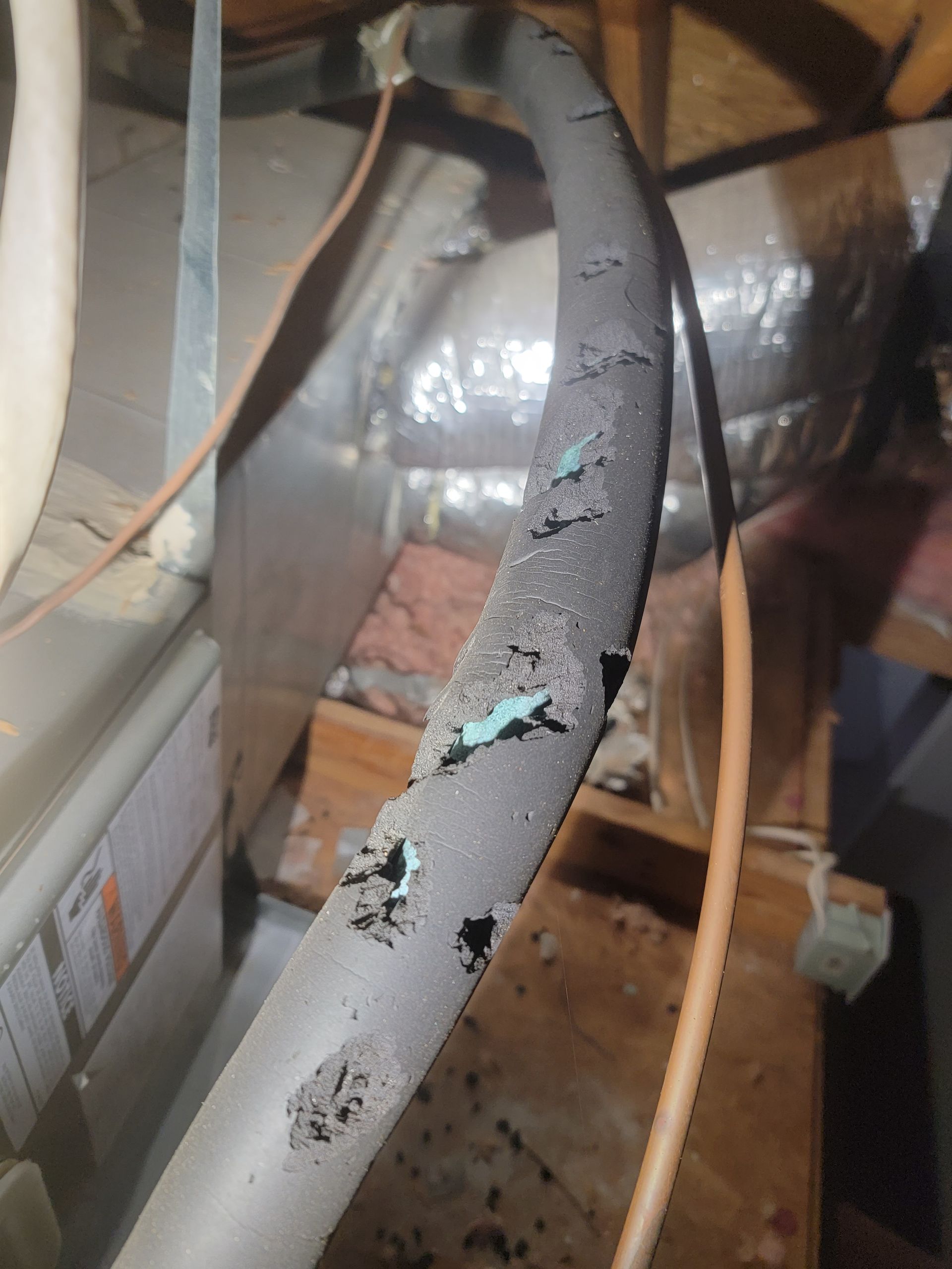 rodent removal dallas