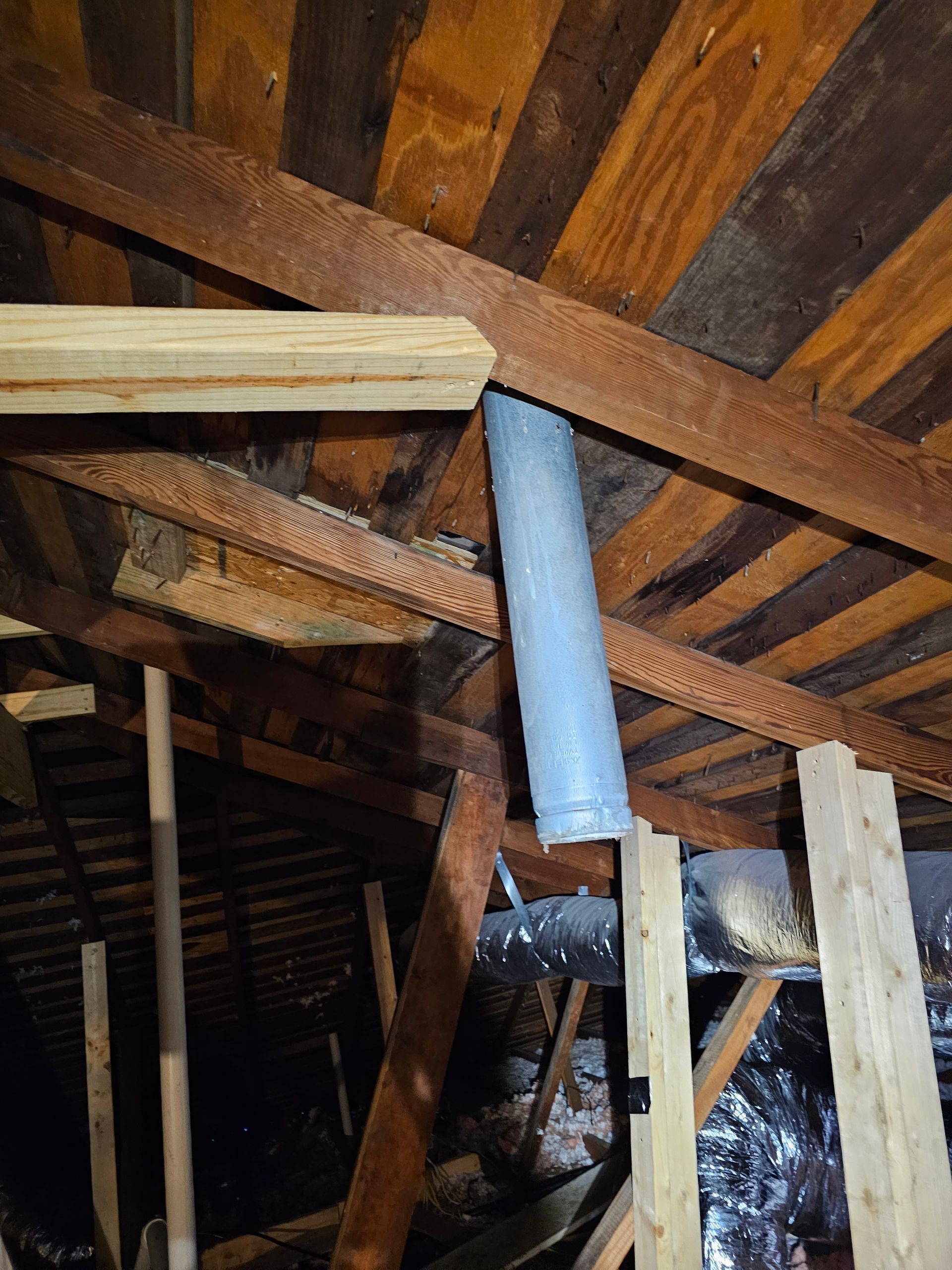 mckinney rodent removal