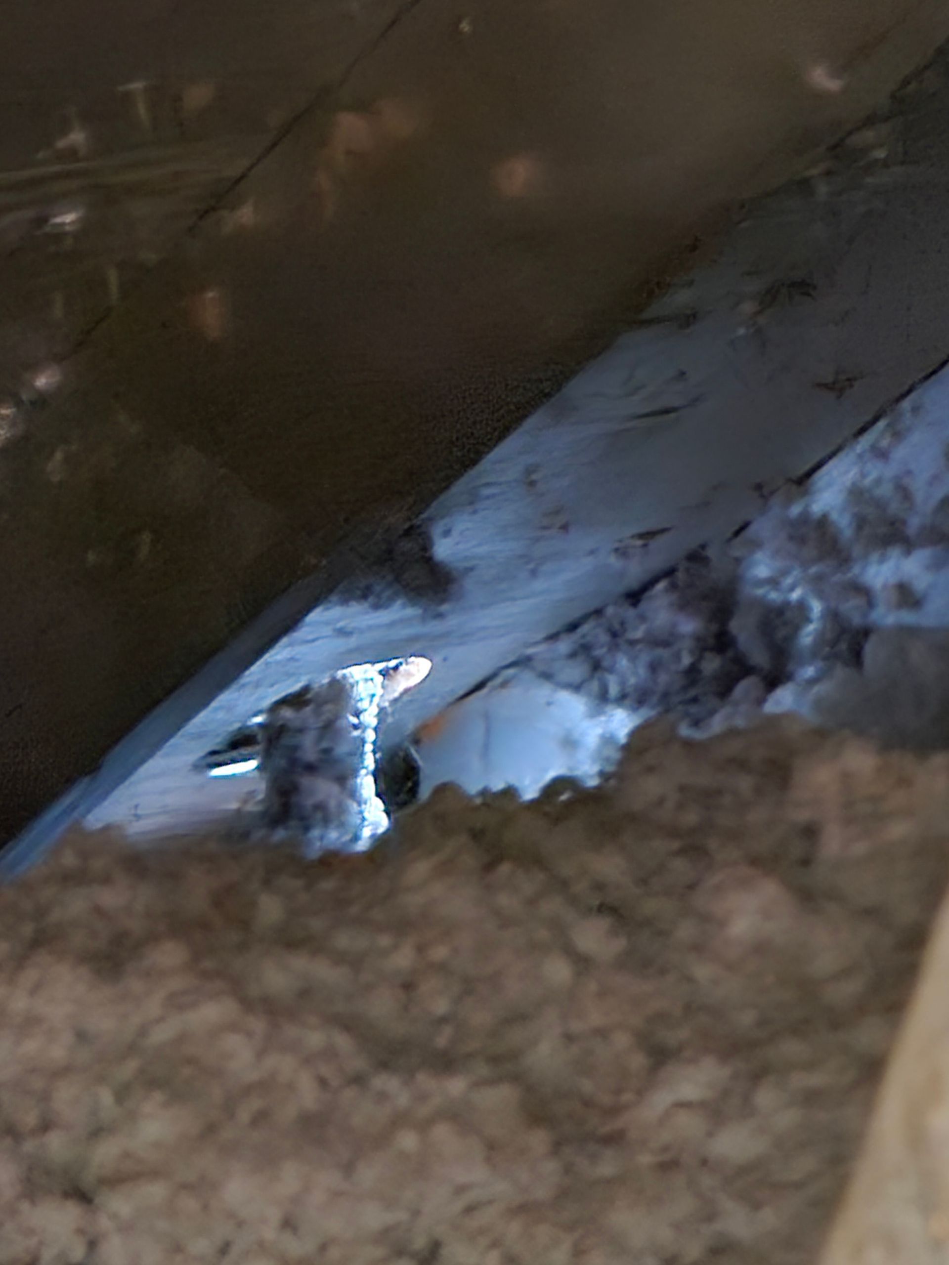 rodent removal fort worth