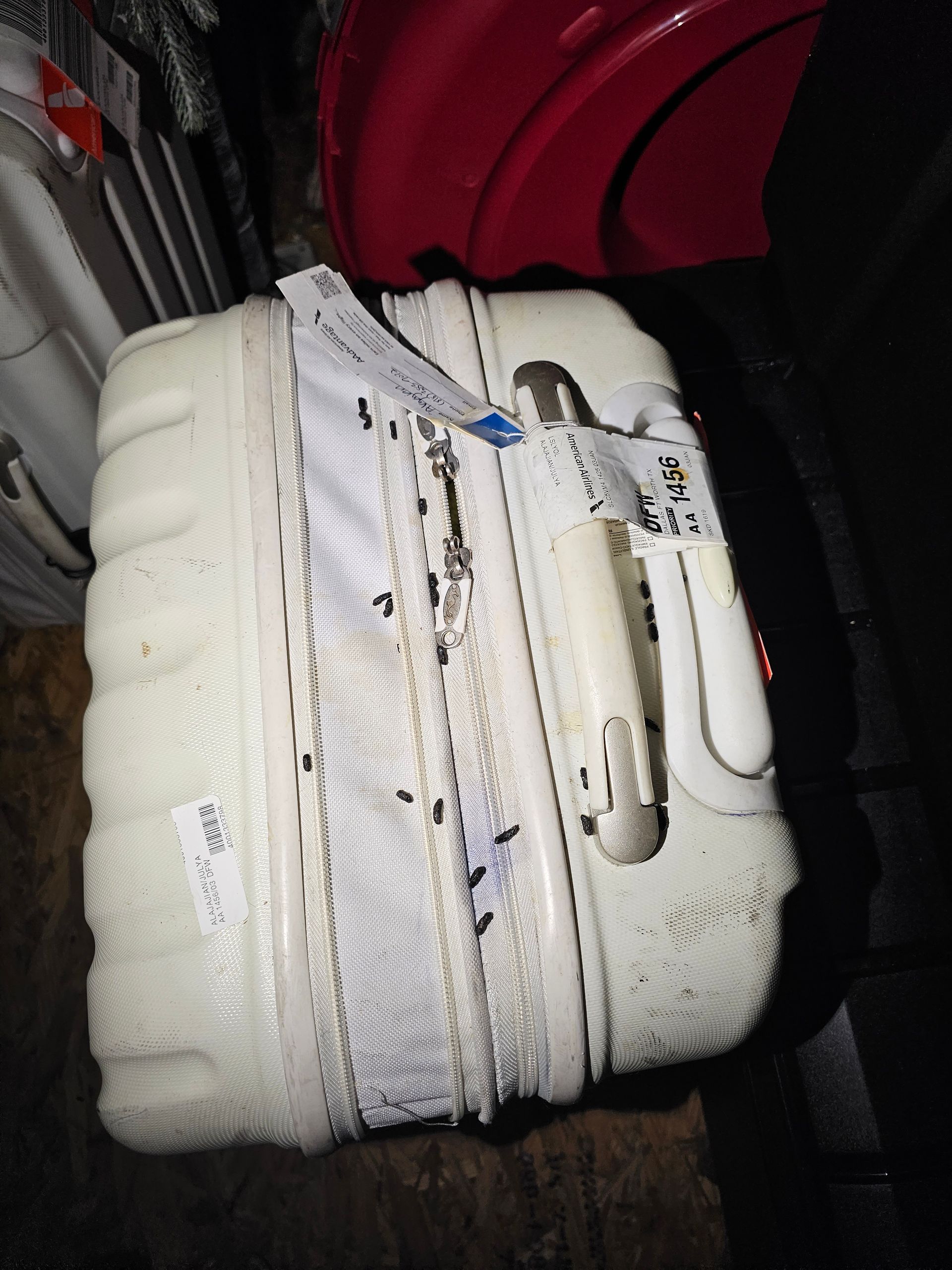 mice removal service texas