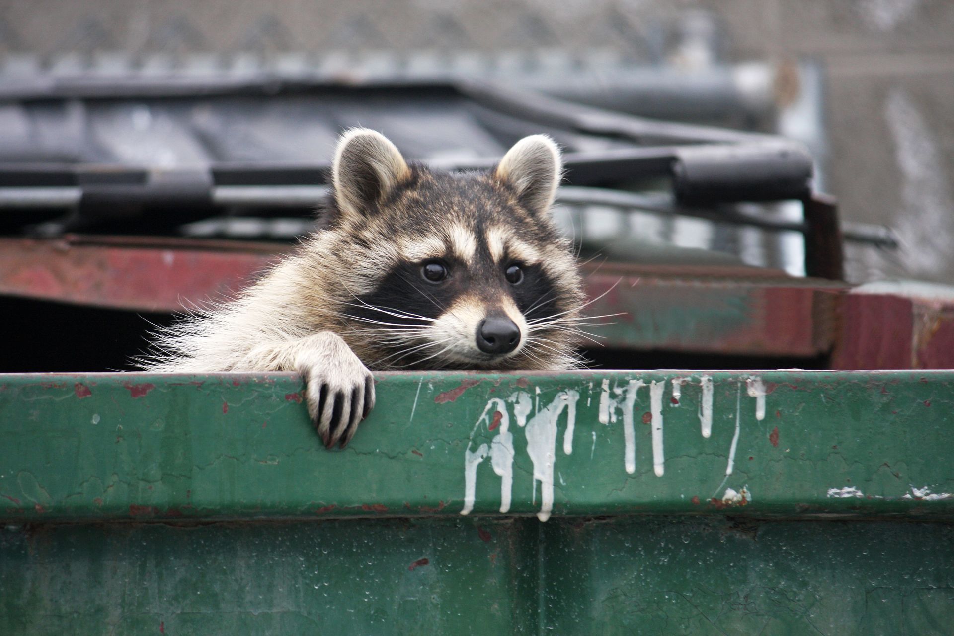 Raccoon Removal Texas
