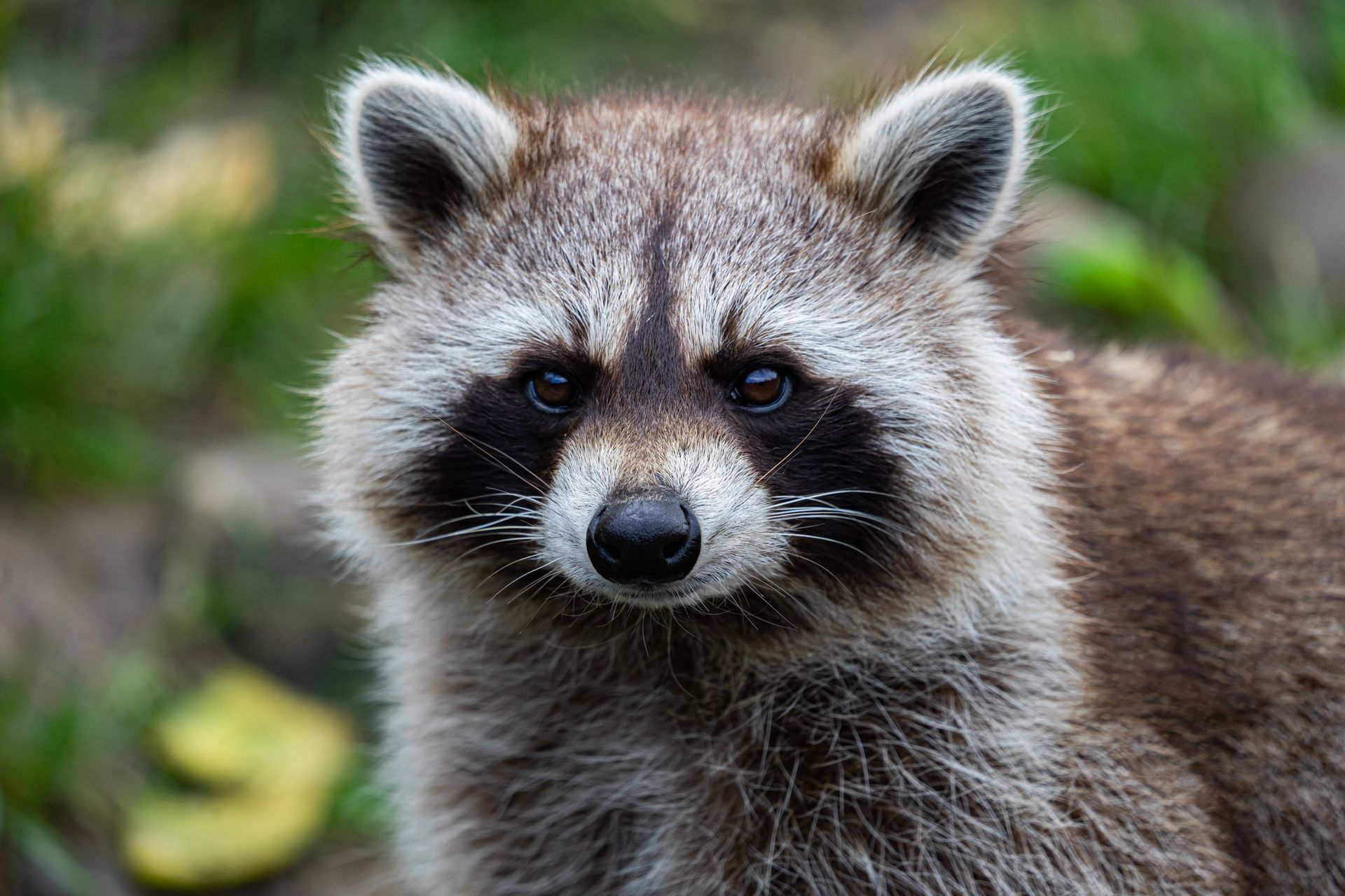 Professional Raccoon Removal