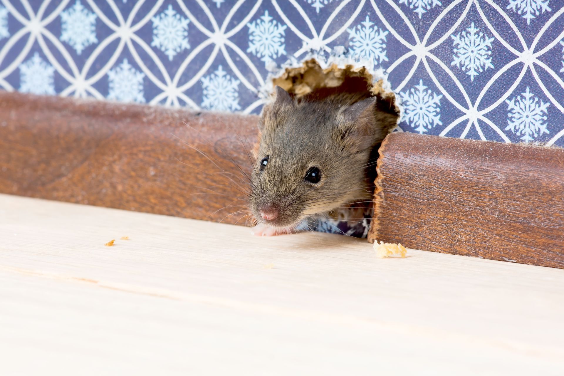 Pest Control Grapevine TX