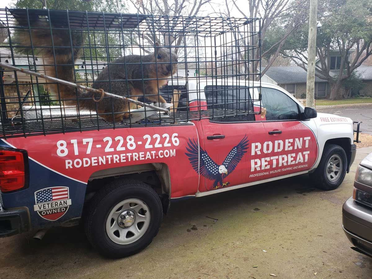 rodent removal