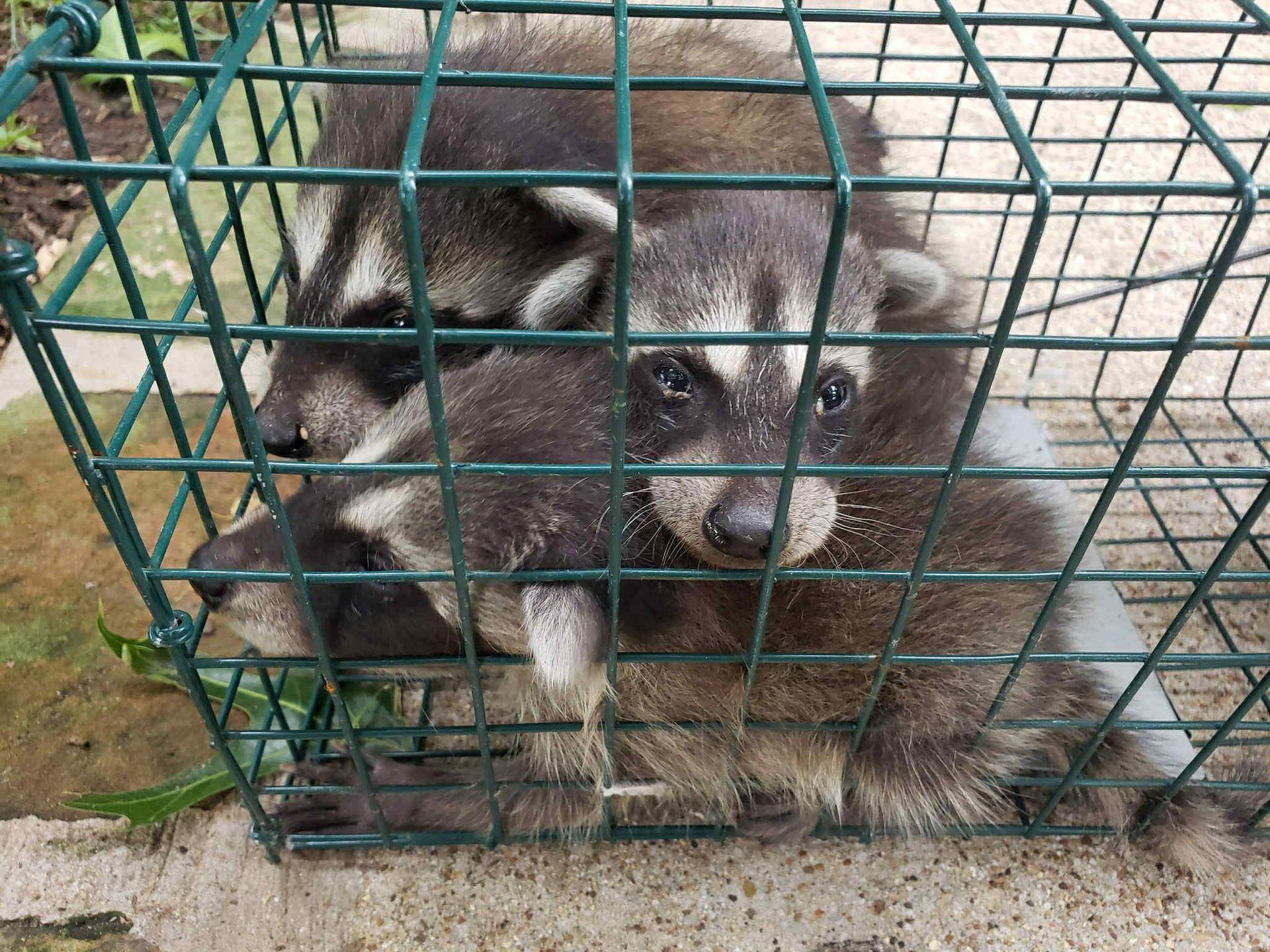 rodent control dallas