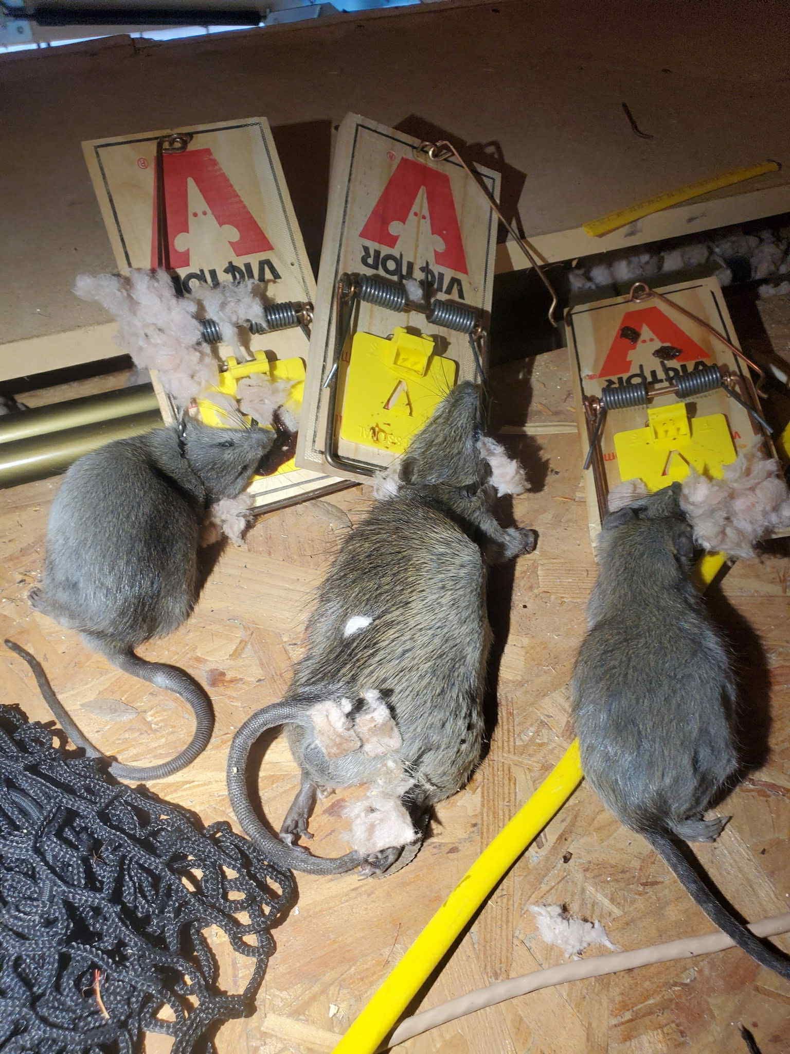 dallas rodent control