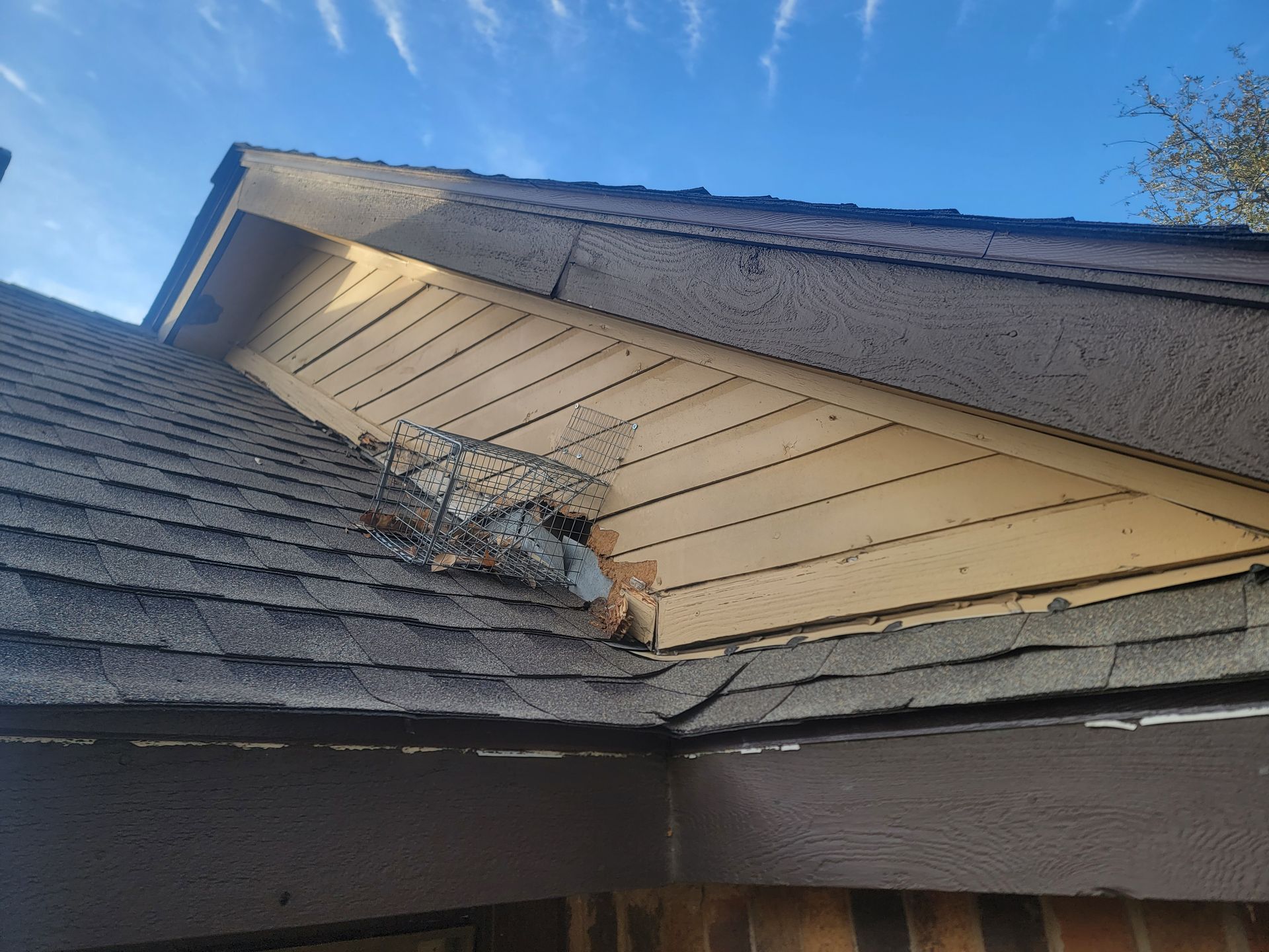 rodent removal
