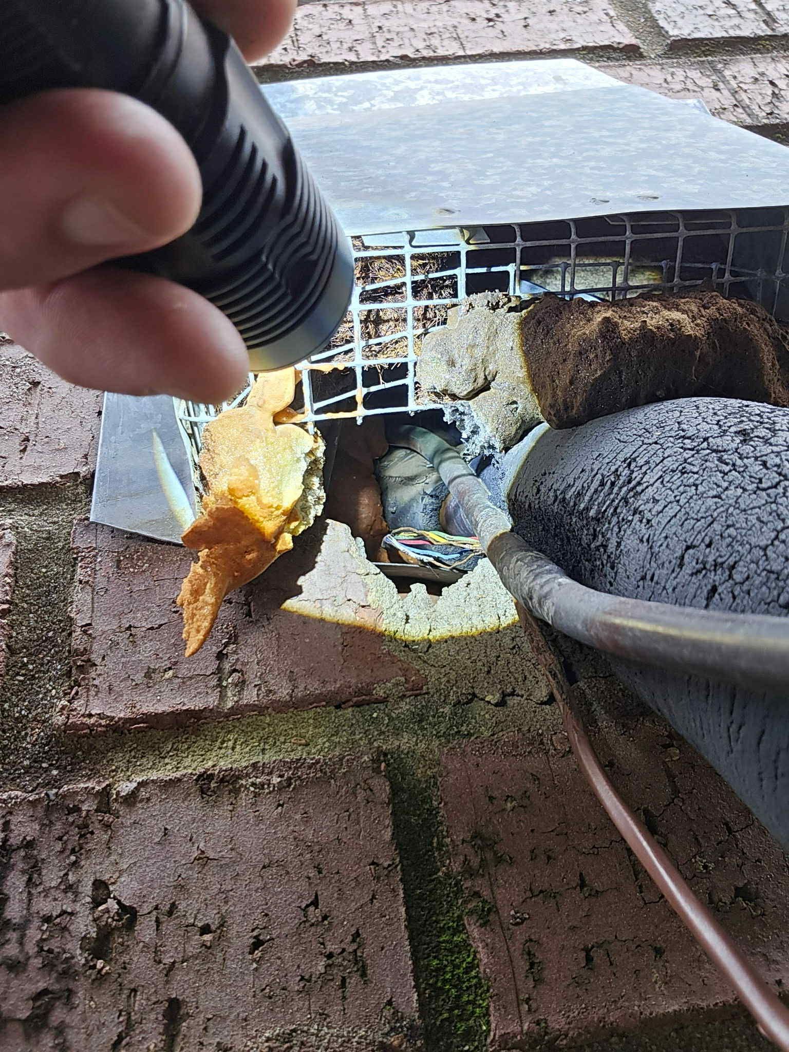 rodent removal dallas tx
