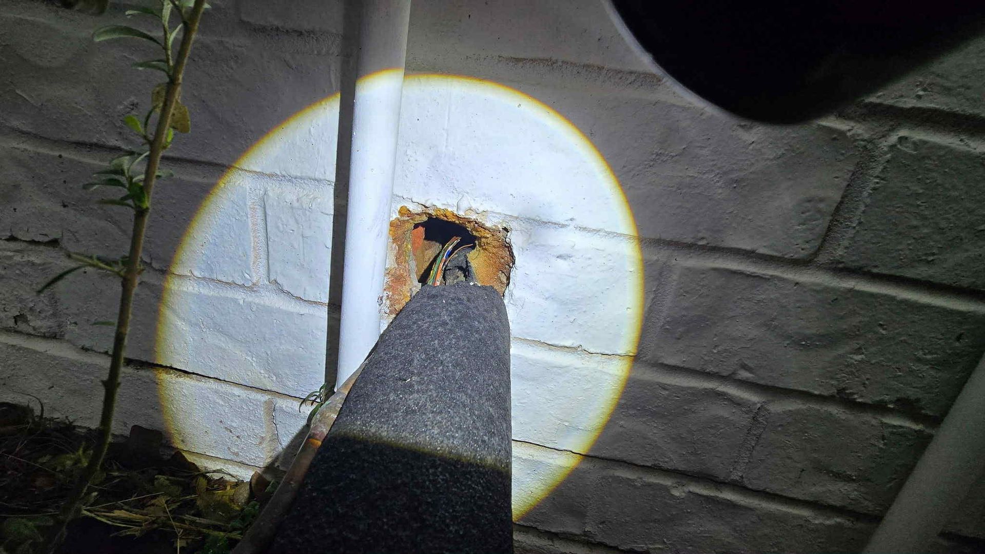 rodent exterminator dallas tx