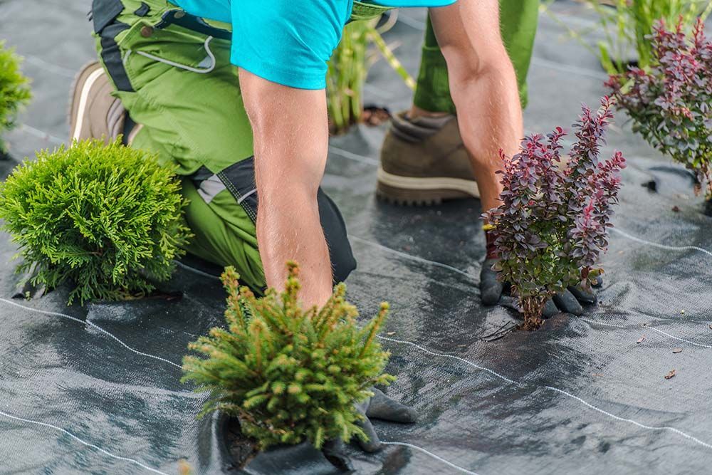 Gardener planting shrubs on black landscape fabric. Green and purple plants, kneeling outdoors.