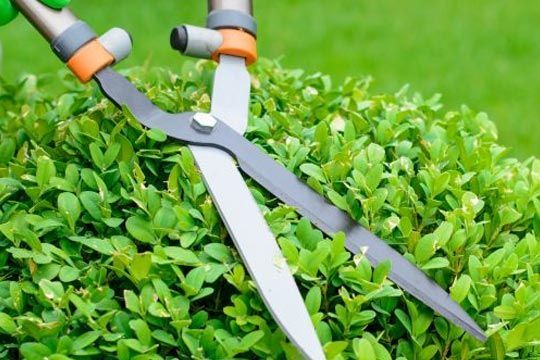 Gardener's shears trimming a green, leafy bush in an outdoor setting.