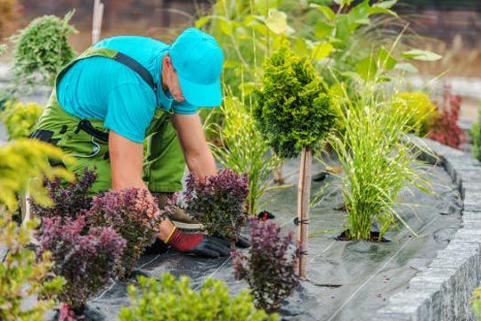 Gardener in blue shirt and hat plants small purple shrubs in a garden bed with other plants.