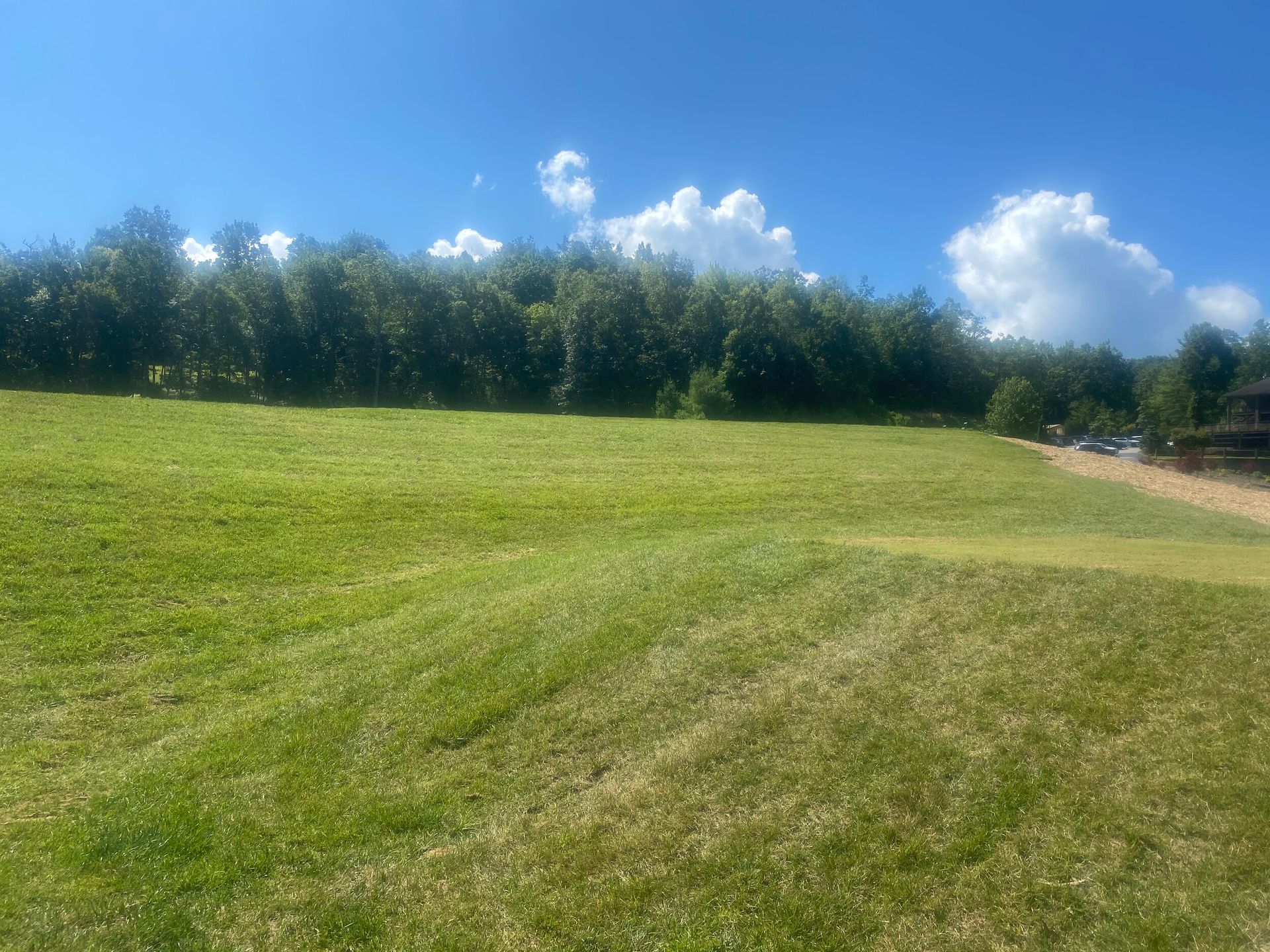 Grassy field under a bright blue sky with trees lining the horizon and a path at the right edge