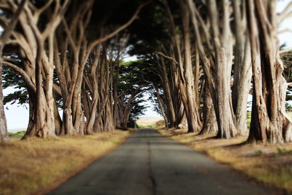 row of trees
