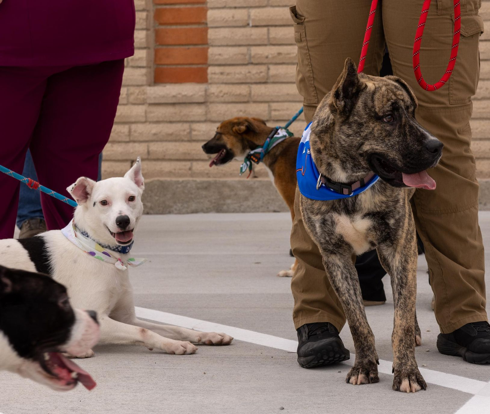 Three dogs on leashes with people outside, one brindle and two others.