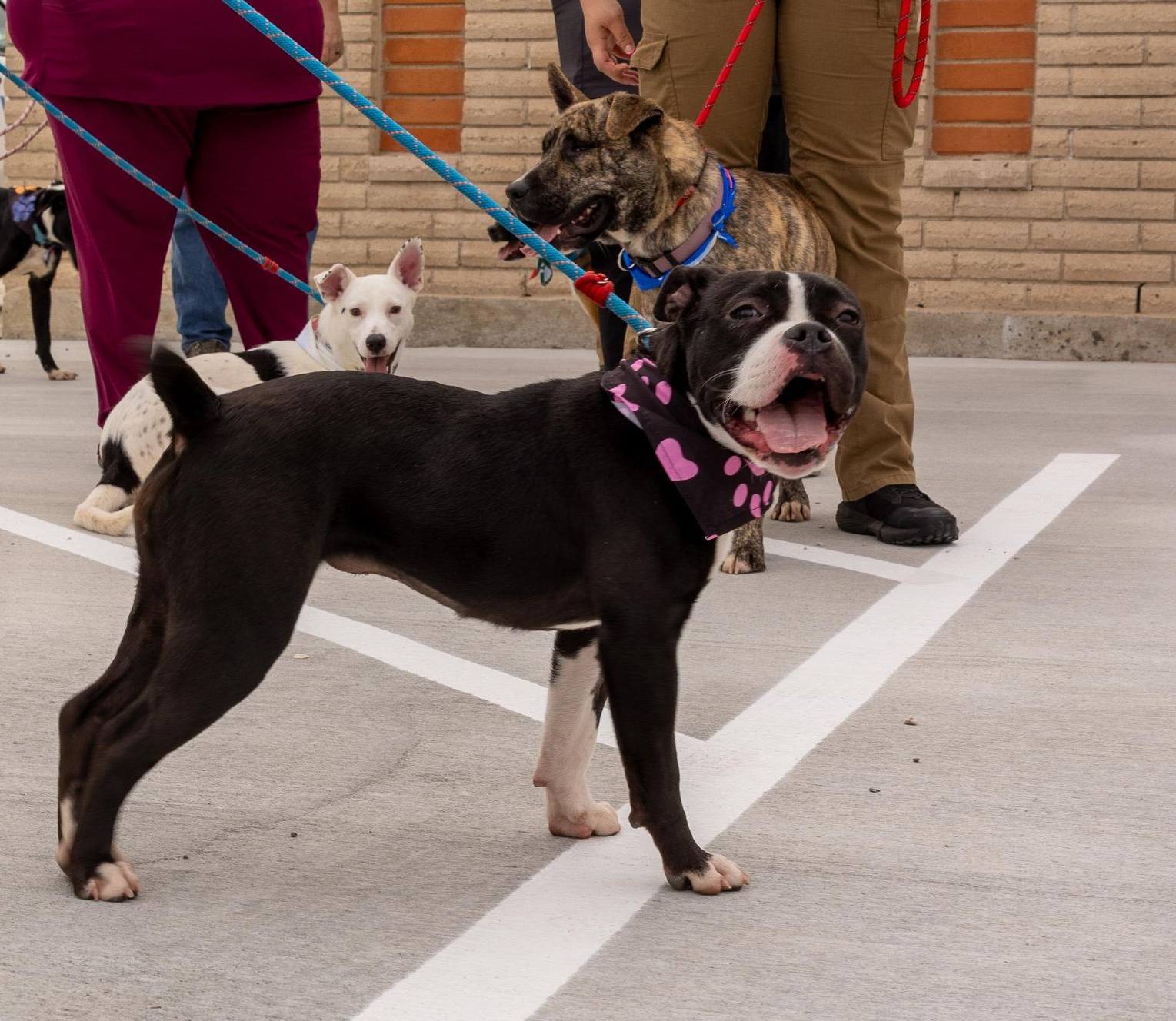 Dogs on leashes in a parking lot. A black and white dog with pink spots is most prominent, looking happy.
