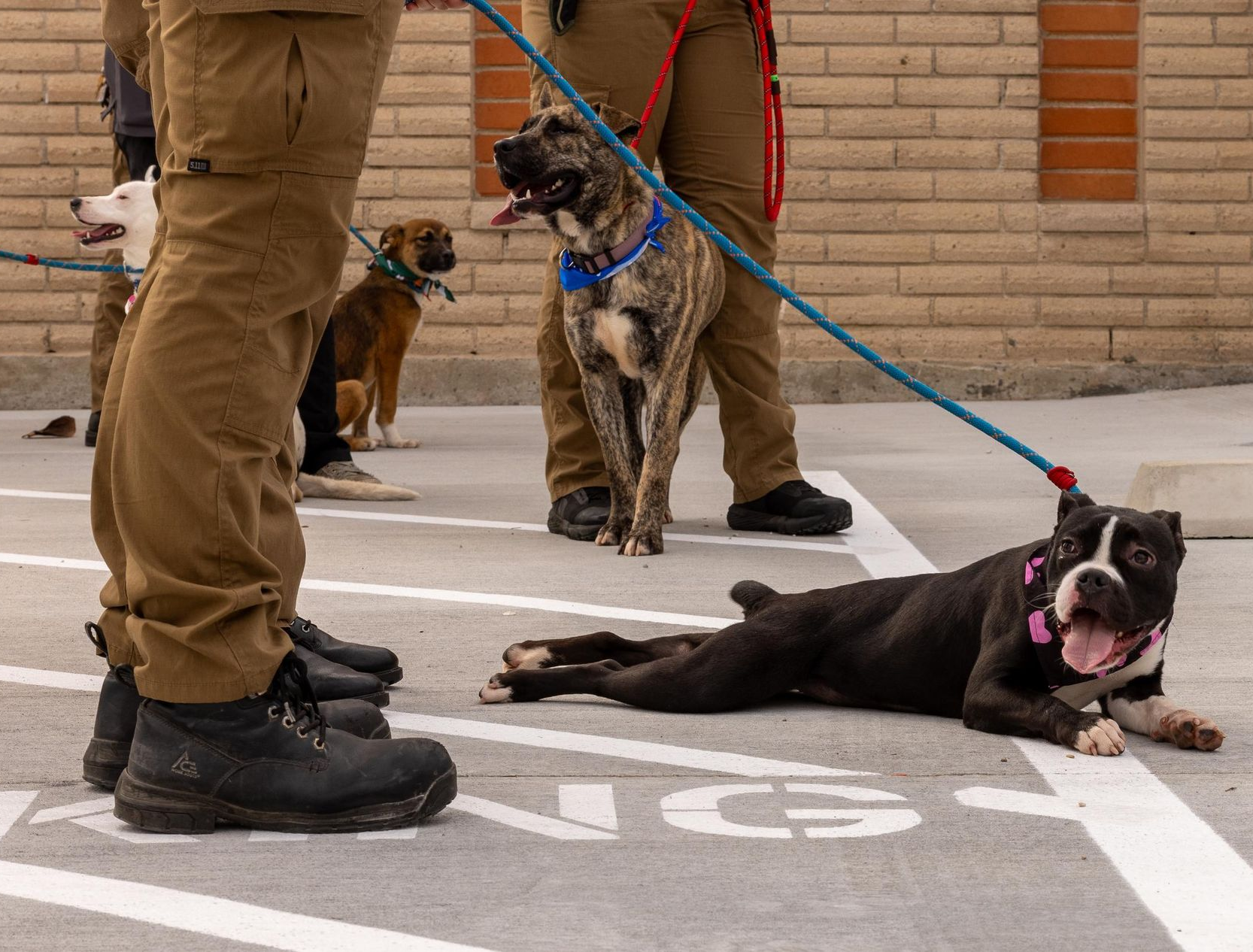 Dogs on leashes with handlers. One dog lying down, others standing. Pavement and brick building in background.