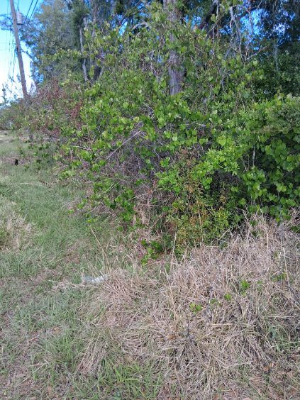 Dense green bush beside a grassy path under a clear blue sky