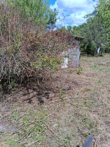 Overgrown yard with dense bushes, a small concrete structure, and dry grass under a cloudy sky