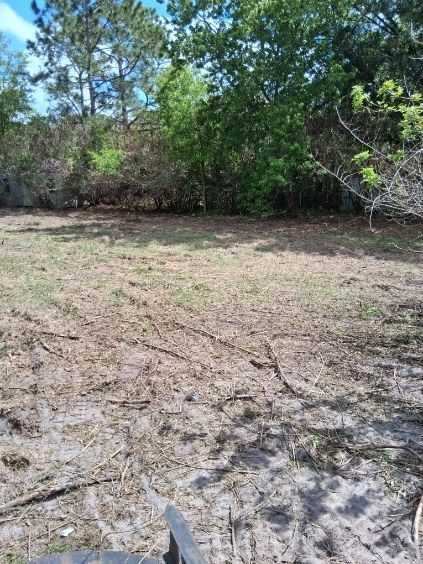 Dry grassy clearing beside dense green trees under a bright sky