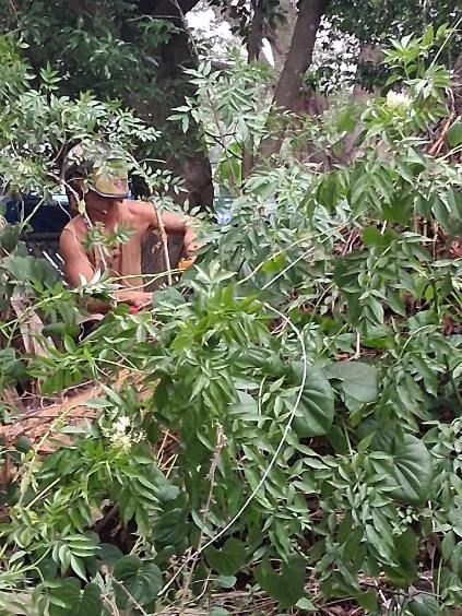 Person working among dense green foliage in a forested area.