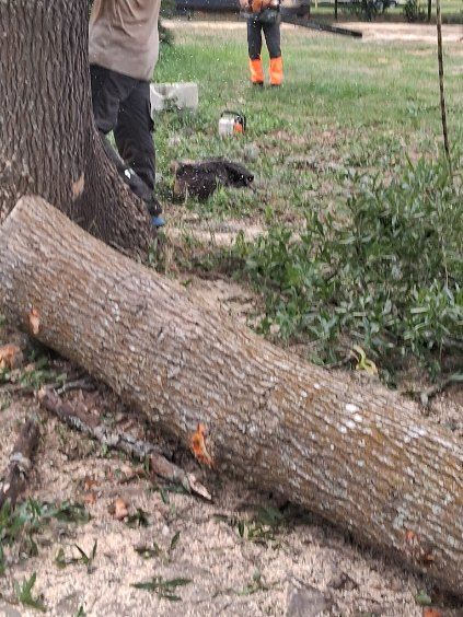 Fallen tree trunk in a yard with a person standing nearby and a dog in the background
