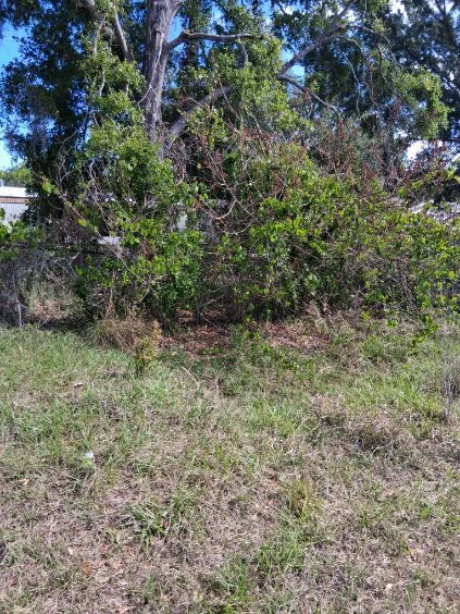 Overgrown shrubbery and grass in a sunny outdoor area with trees in the background
