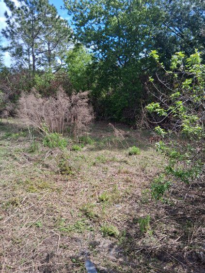 Overgrown grassy clearing with small trees and shrubs under a bright blue sky