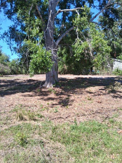 Sunny park with a large tree centered in a grassy, lightly wooded area