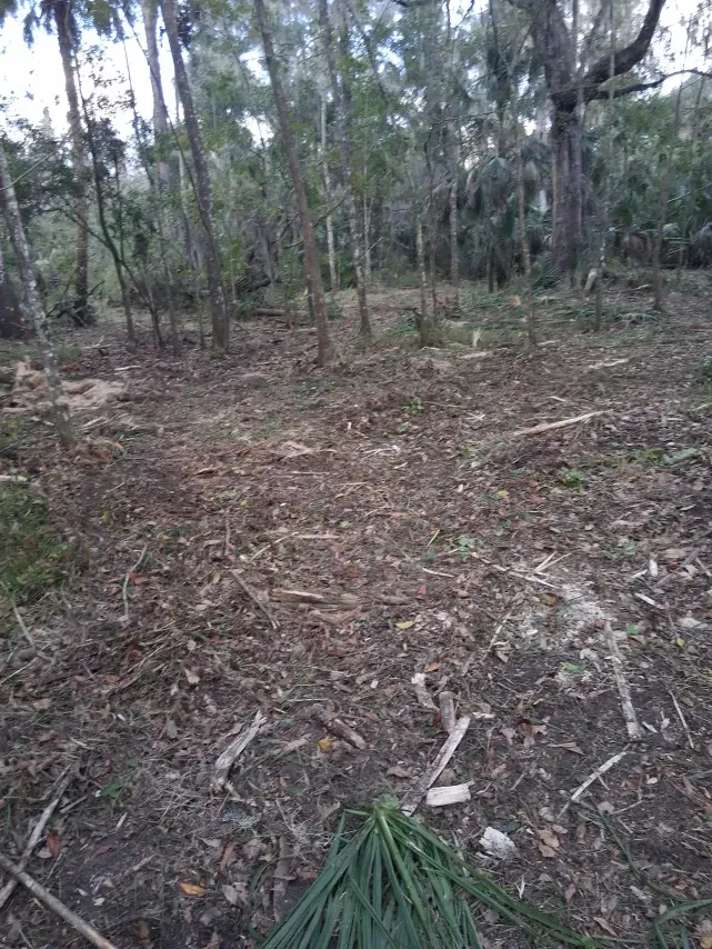 A forest floor cleared of underbrush, showing scattered wood chips and remnants of cleared vegetation among tall trees.