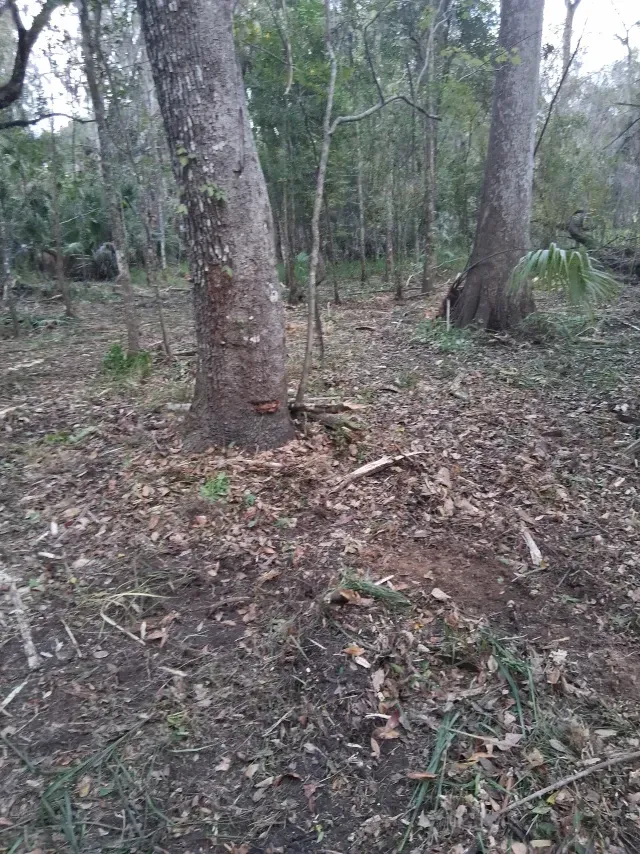 Two large tree trunks stand in a forest clearing covered in fallen leaves and dirt under a canopy of trees.