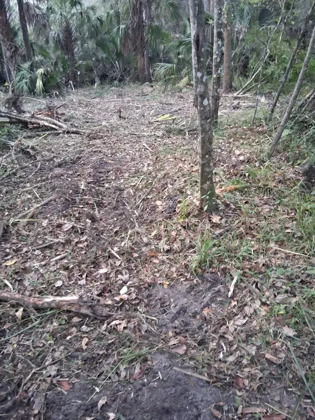 A path through a clearing in a wooded forest area, covered with dry leaves, soil, and scattered fallen branches.