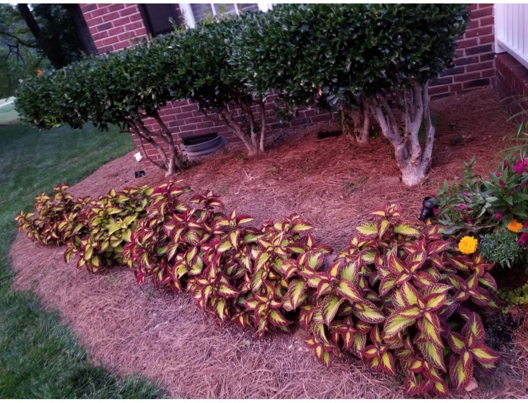 yard mulch after lawn services in Greensboro, NC