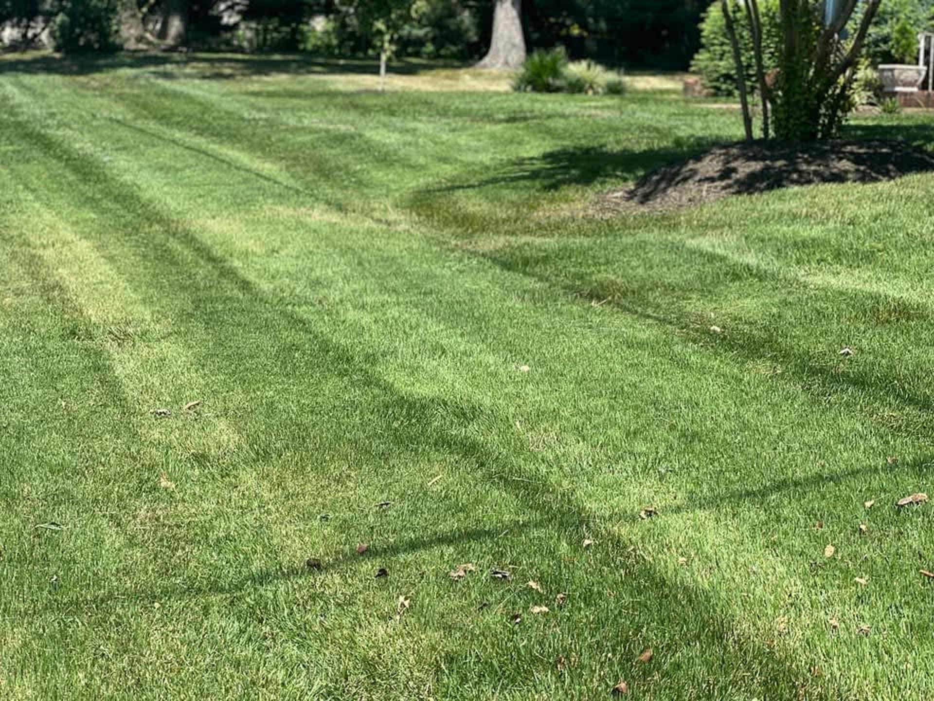 A sunlit residential lawn featuring dark and light green grass stripes from recent mowing, with a tree in the background.